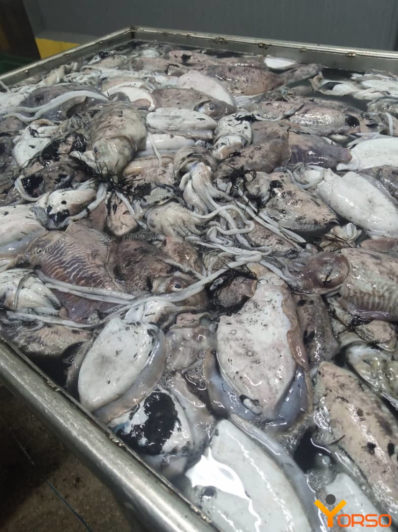 Cuttlefish, WR, 800 UP, 1/20kg