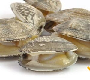 Natural fresh big clam
