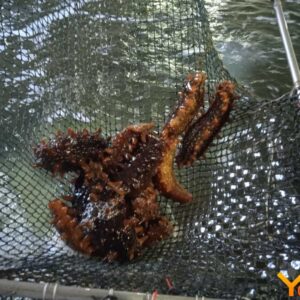 Sea Cucumber, WR, 80-150g., IQF,