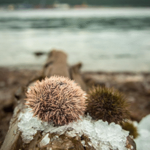 Sea urchin alive, 80-120g