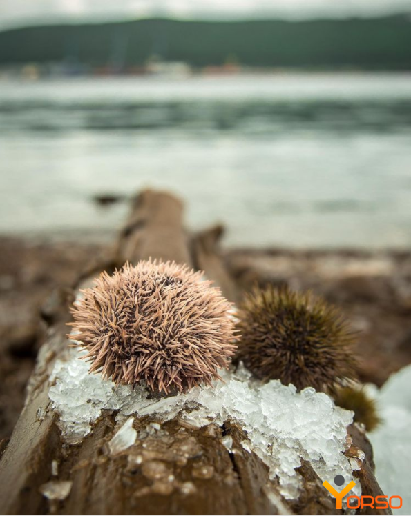 Sea urchin alive, 80-120g